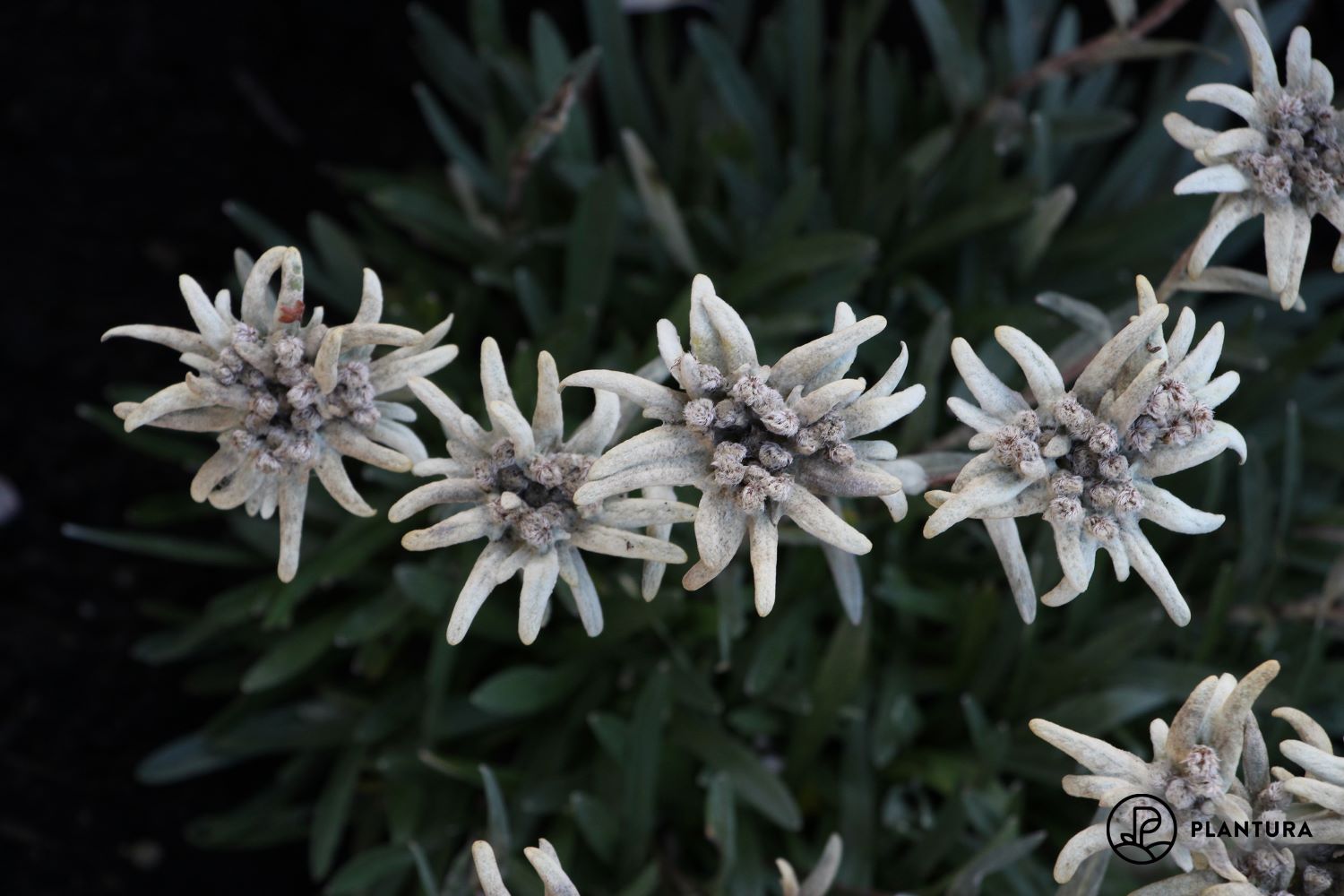 Edelweiss plant profile, planting & care Plantura
