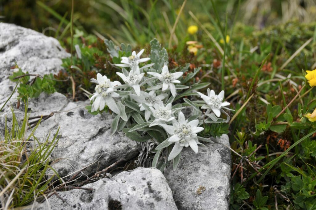 Edelweiss growing from stone crevice