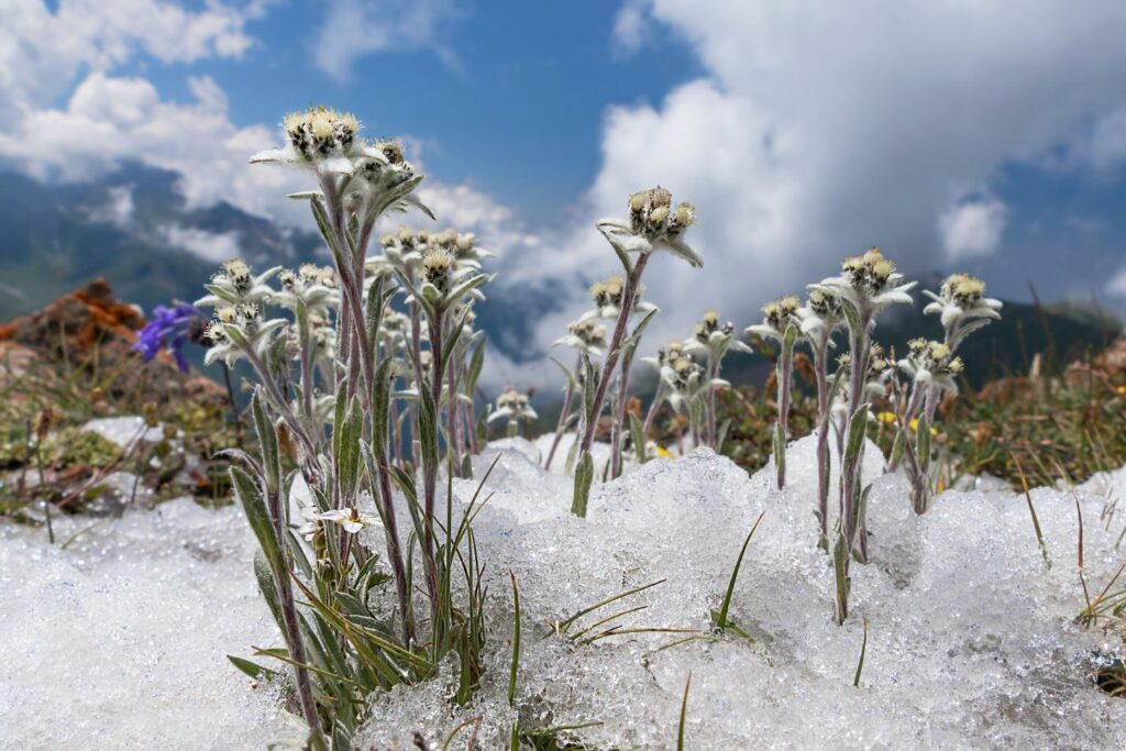 Edelweiss surrounded with snow