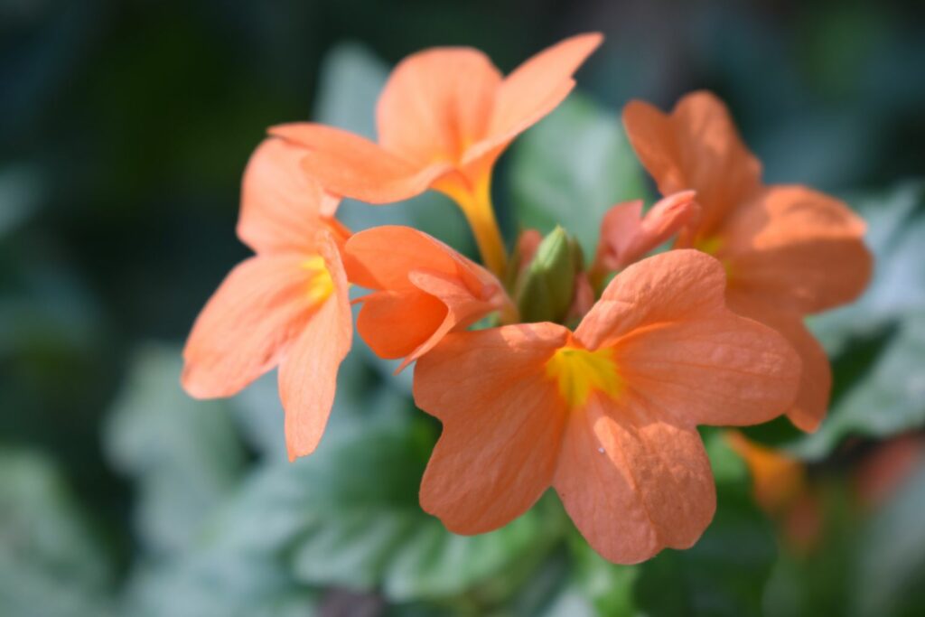 Peach blossoms of the firecracker plant