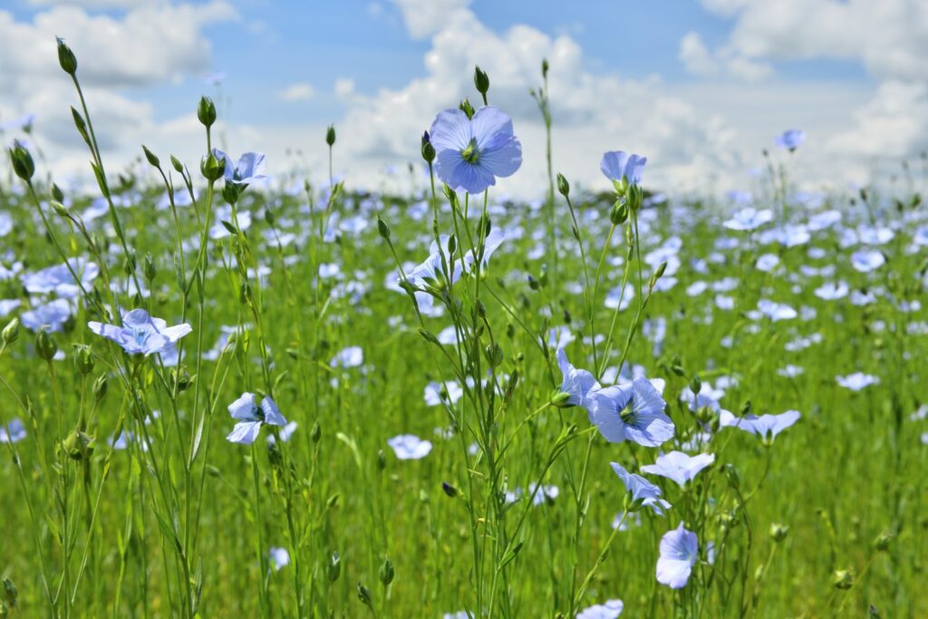 flax growing in a field