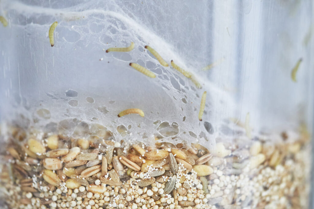 Flour moth larvae in webs