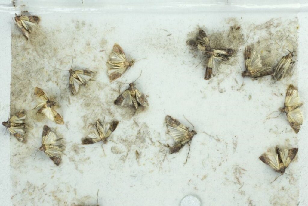 Flour moths on sticky trap