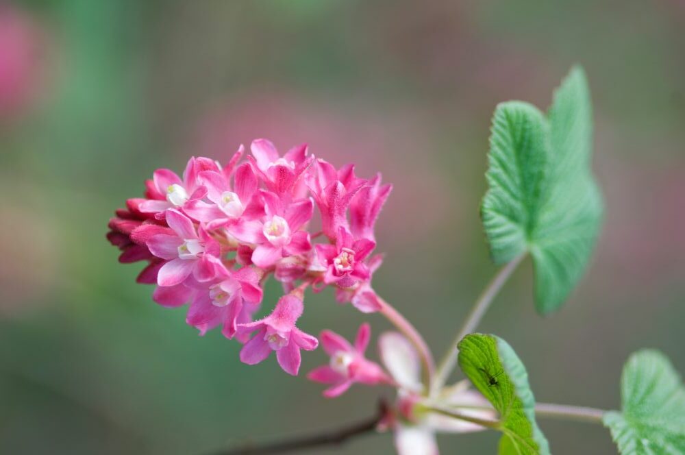 Close-up of flowering currant blossom