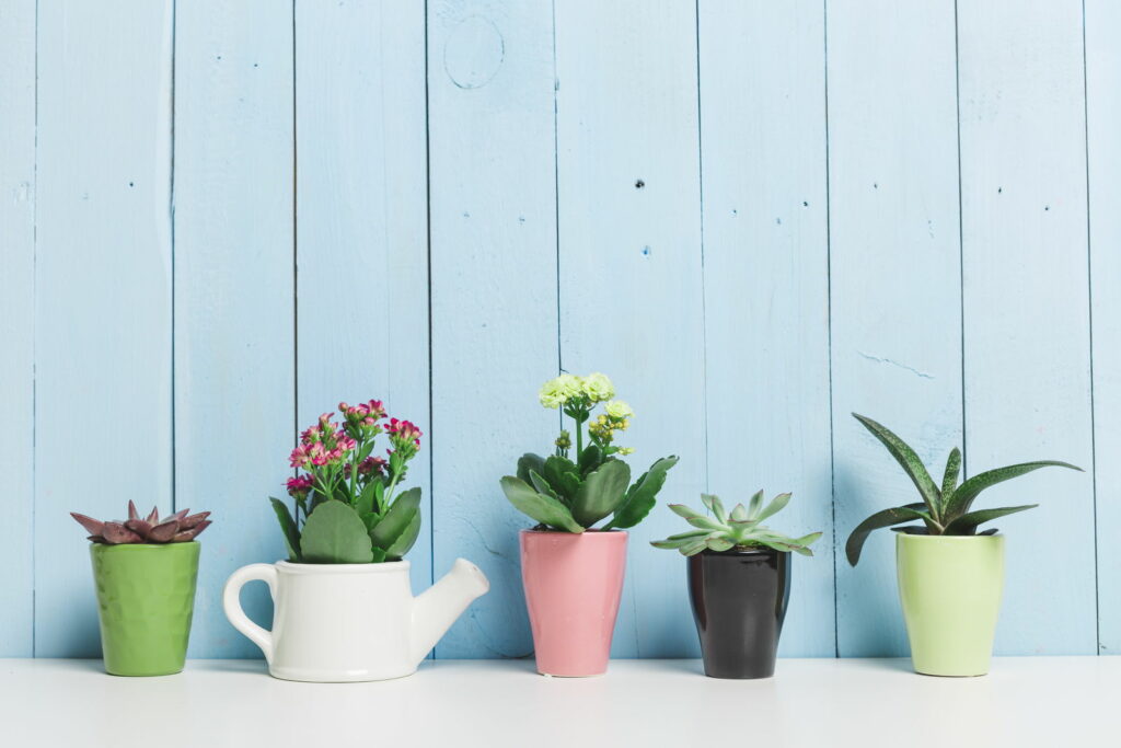An array of flowering indoor plants in pots