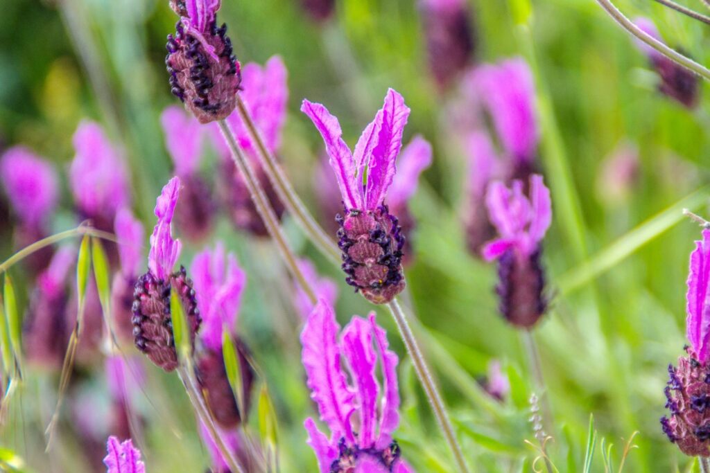 French lavender flowers