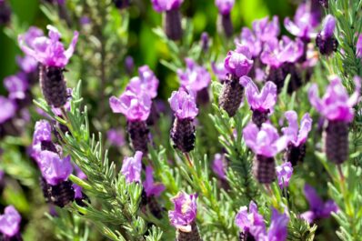 French lavender care: tips on pruning, overwintering etc.