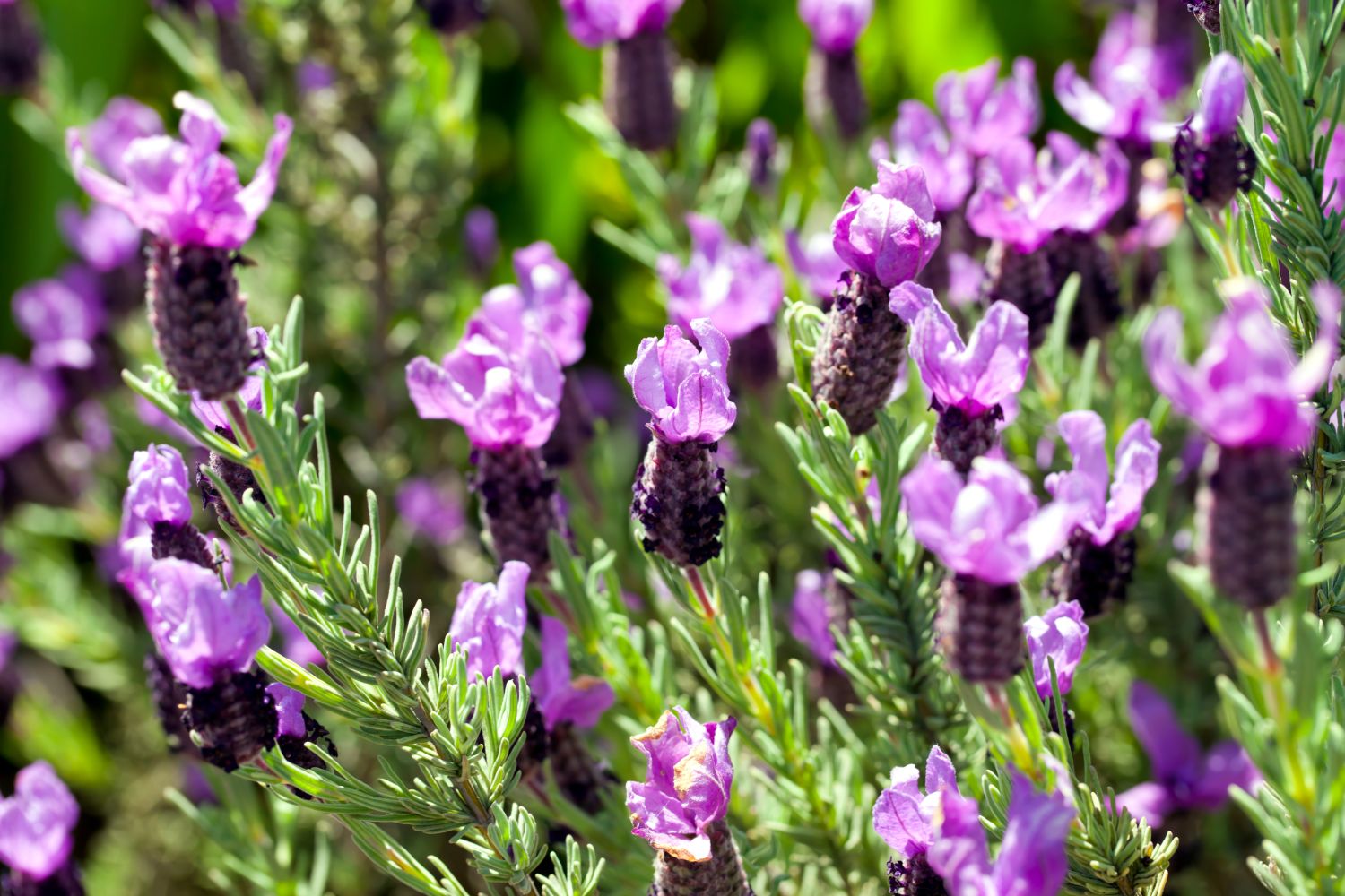 Lavender: How to Plant, Grow, and Care for Lavender Flowers