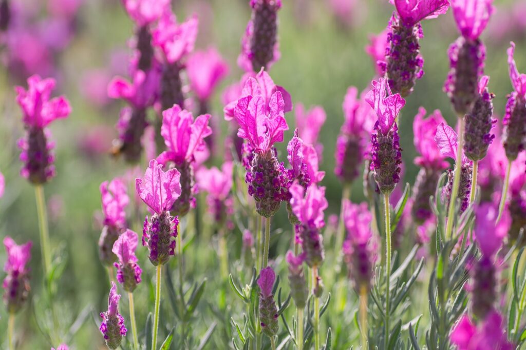 Pink French lavender flowers