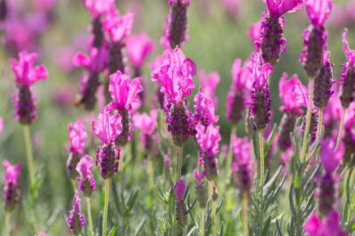 French lavender: all about cultivation, care & overwintering