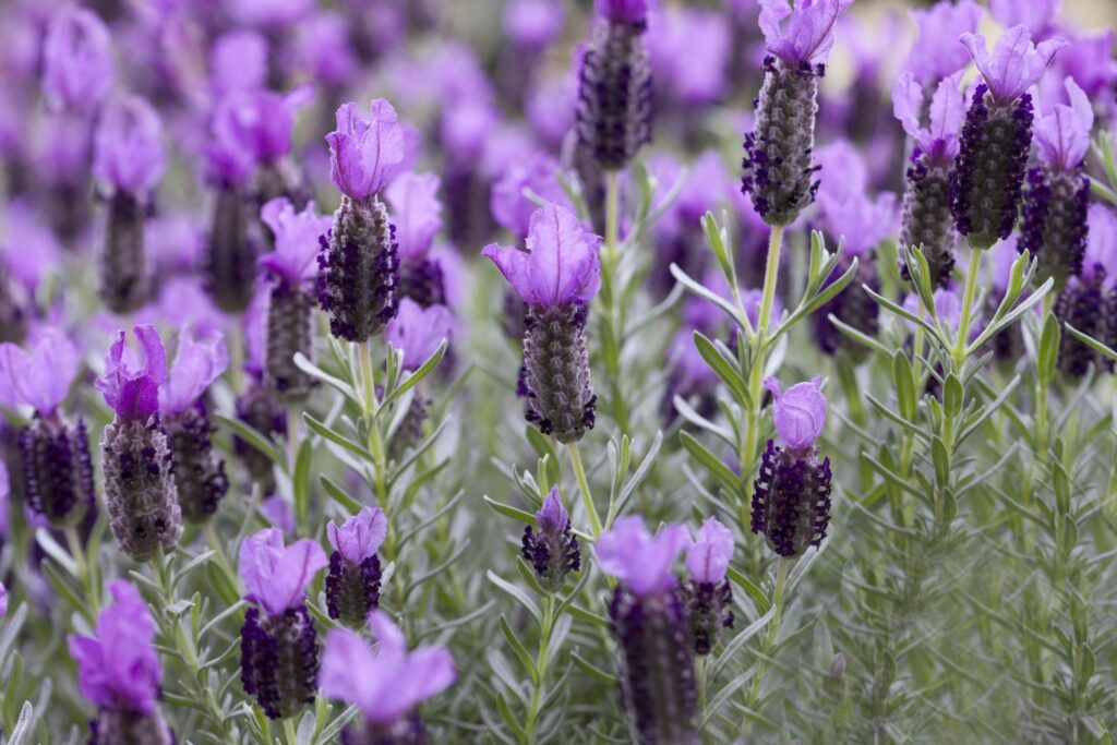 Purple French lavender flowers