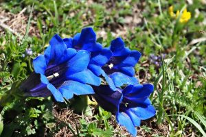 Gentians