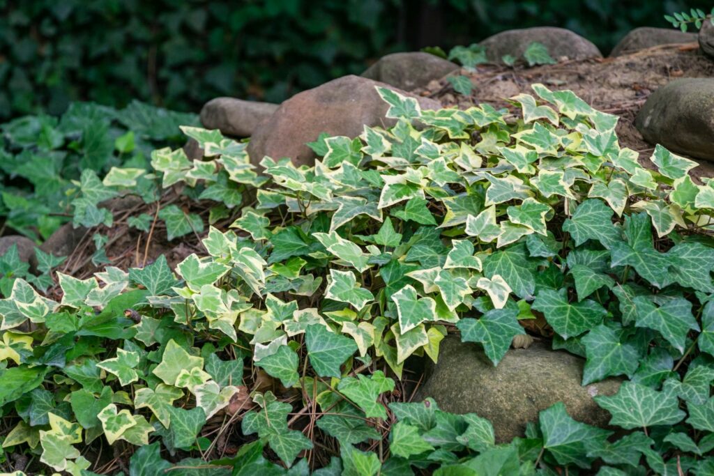 'Gold child' ivy growing on rocks