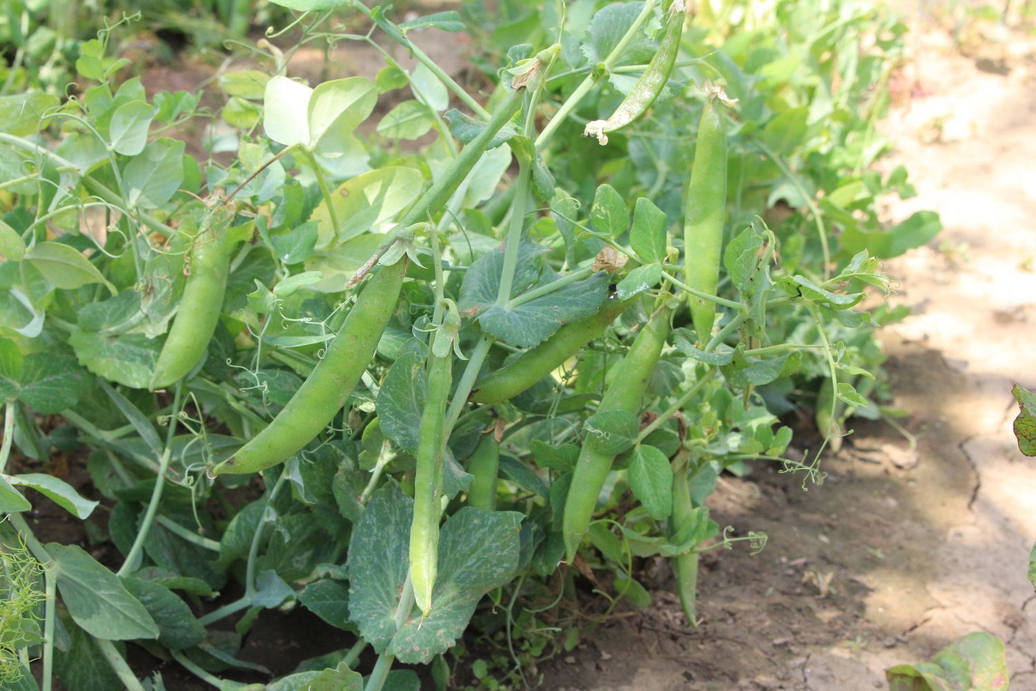 Sugar snap peas growing & care Plantura