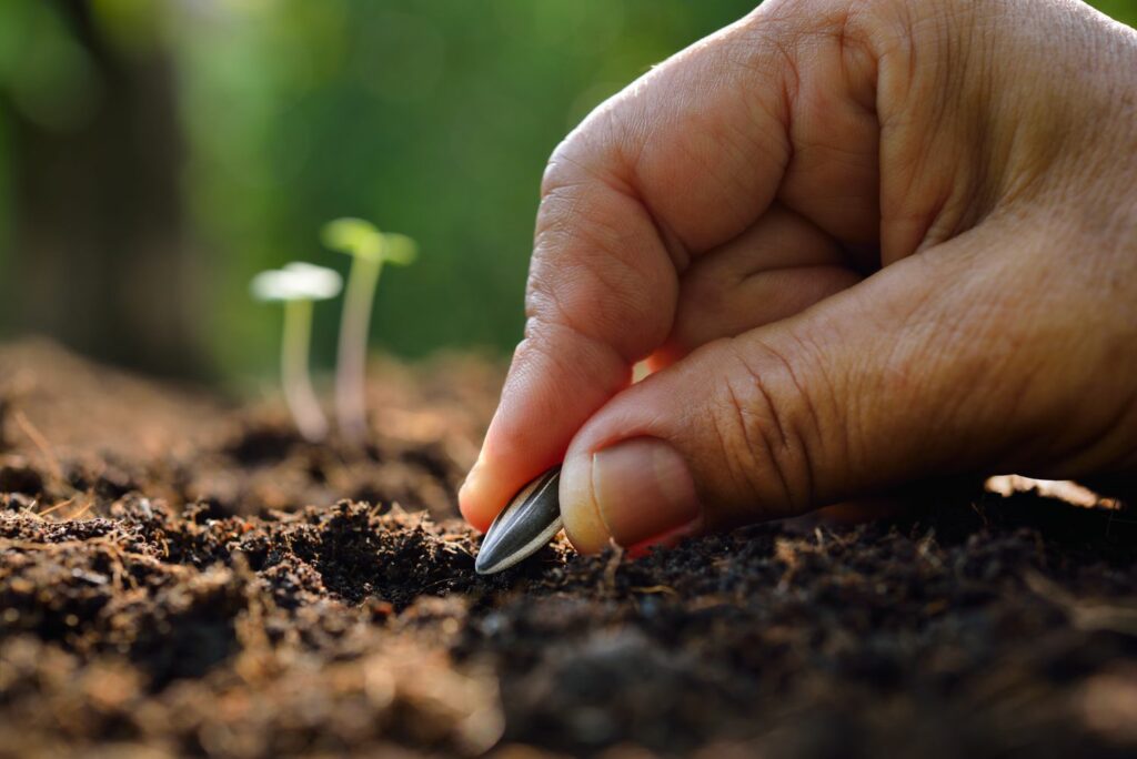 Person sowing sunflower seed