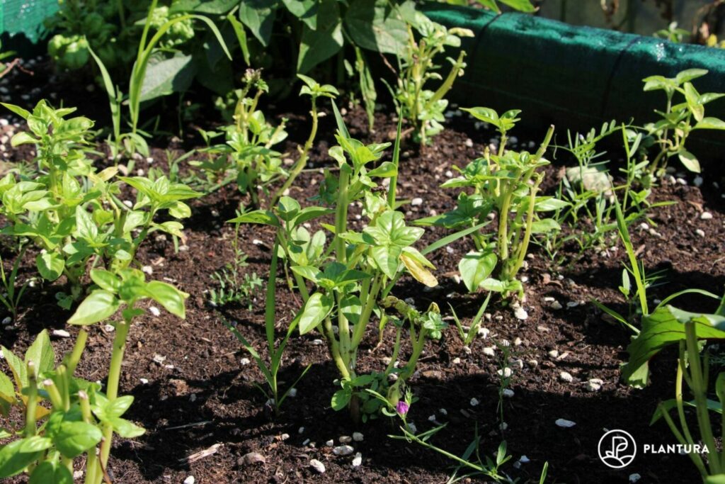 young basil plants in garden
