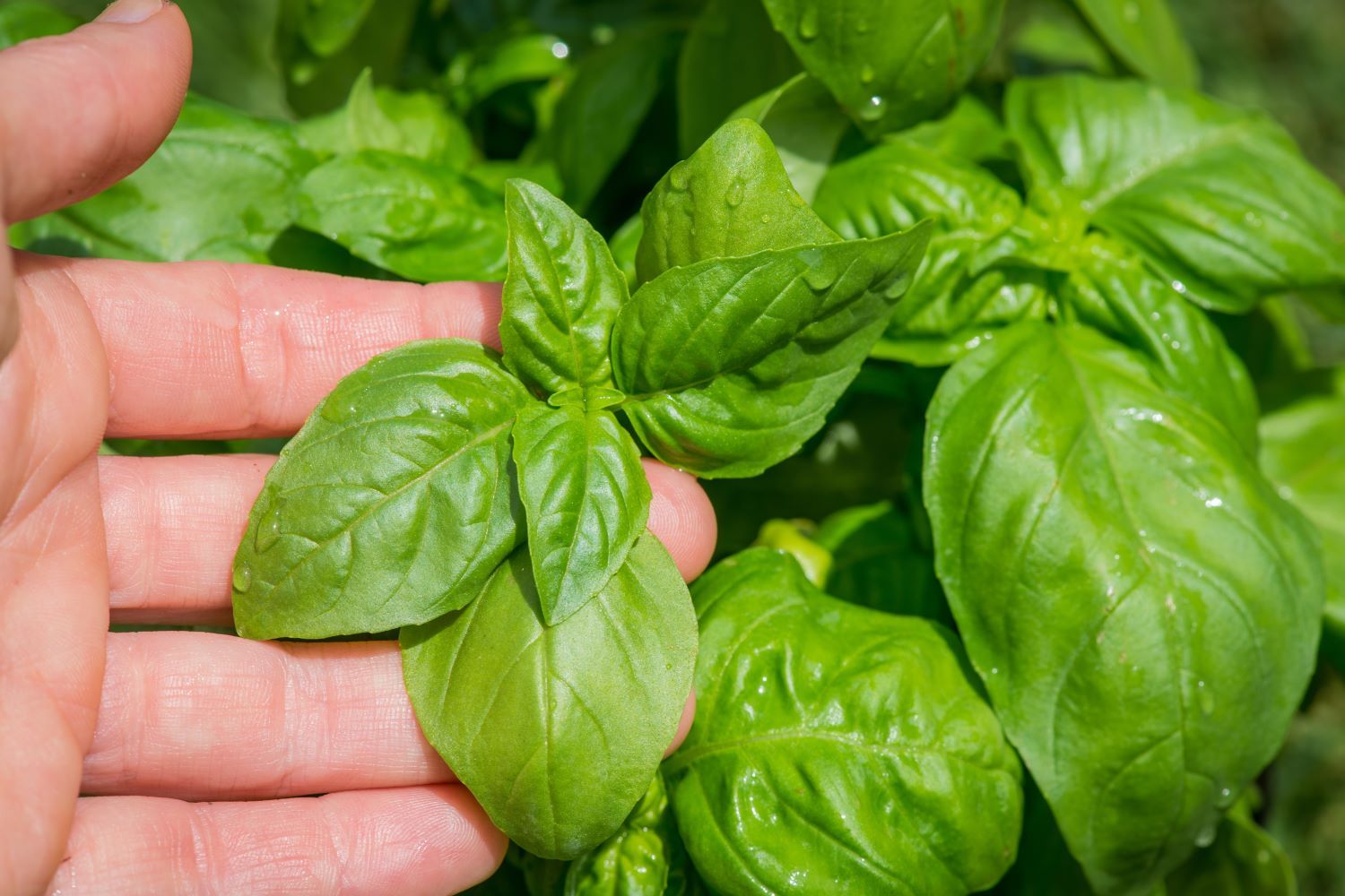 How to harvest basil store preserve Plantura