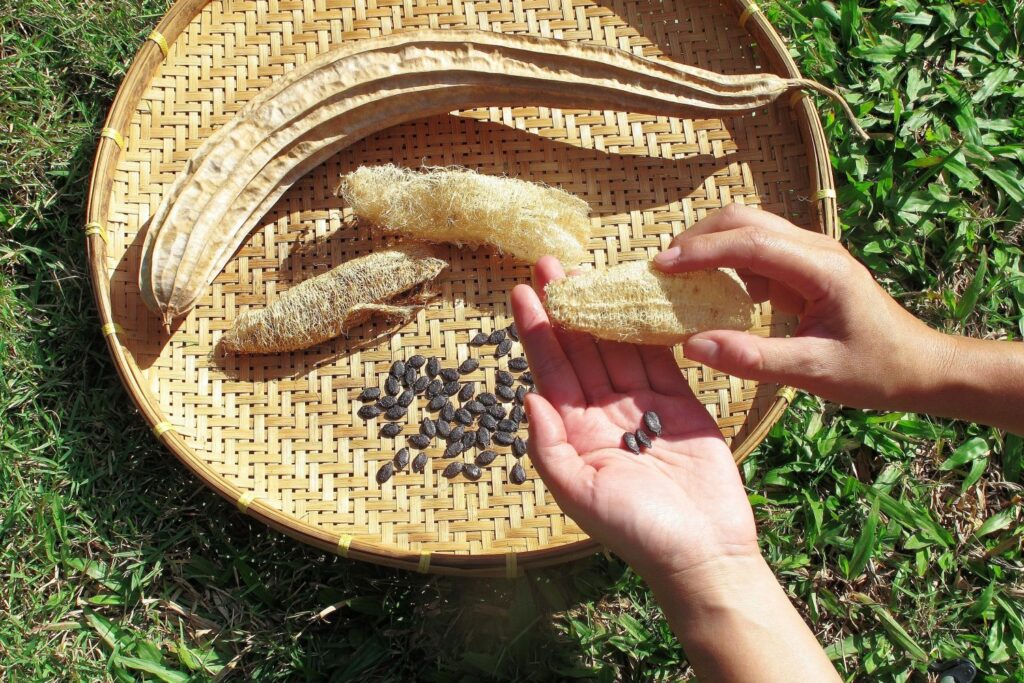 Harvesting loofah seeds