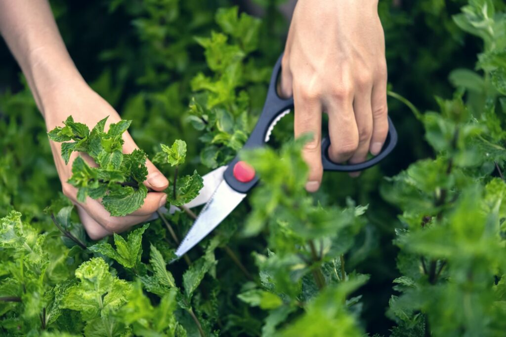 Harvesting peppermint with scissors 