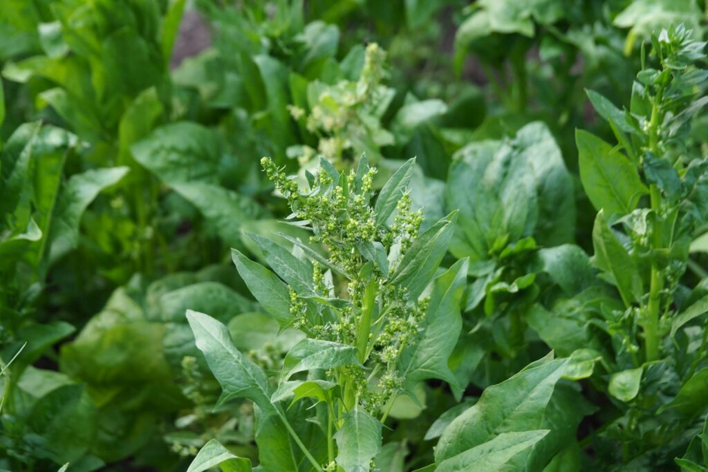 Green spinach in flower