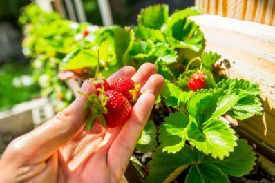 Planting strawberries vertically: tips & instructions
