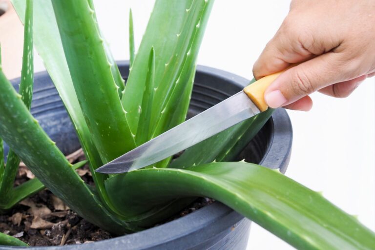 How To Harvest & Use Aloe Vera - Plantura