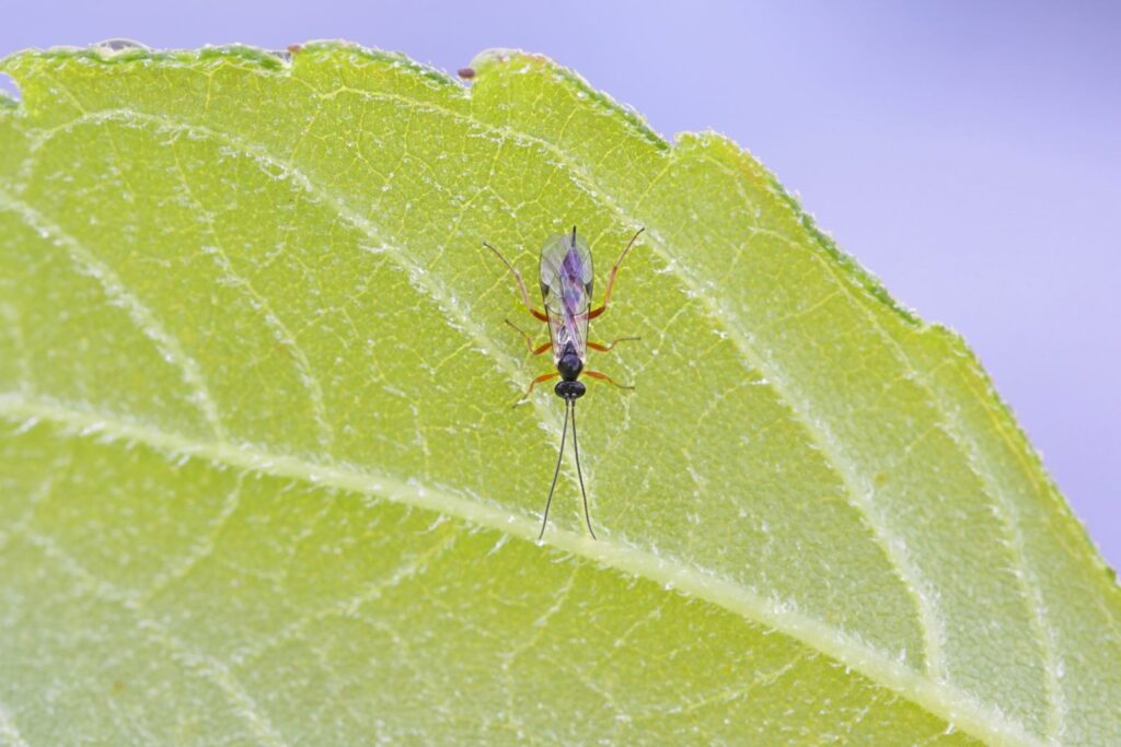 Ichneumon wasp on a leaf