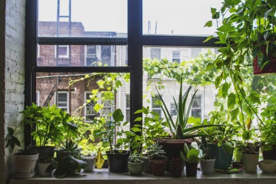 Identifying houseplants: how to find your plant