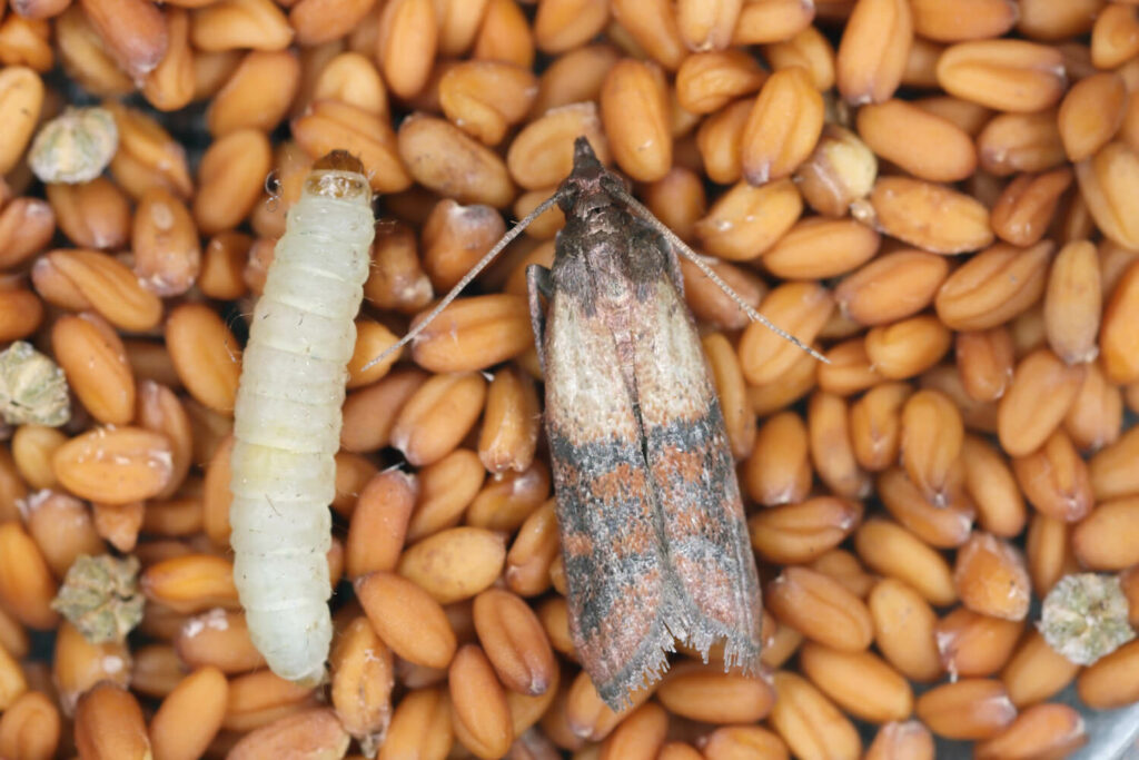 Indian meal moth caterpillar on food