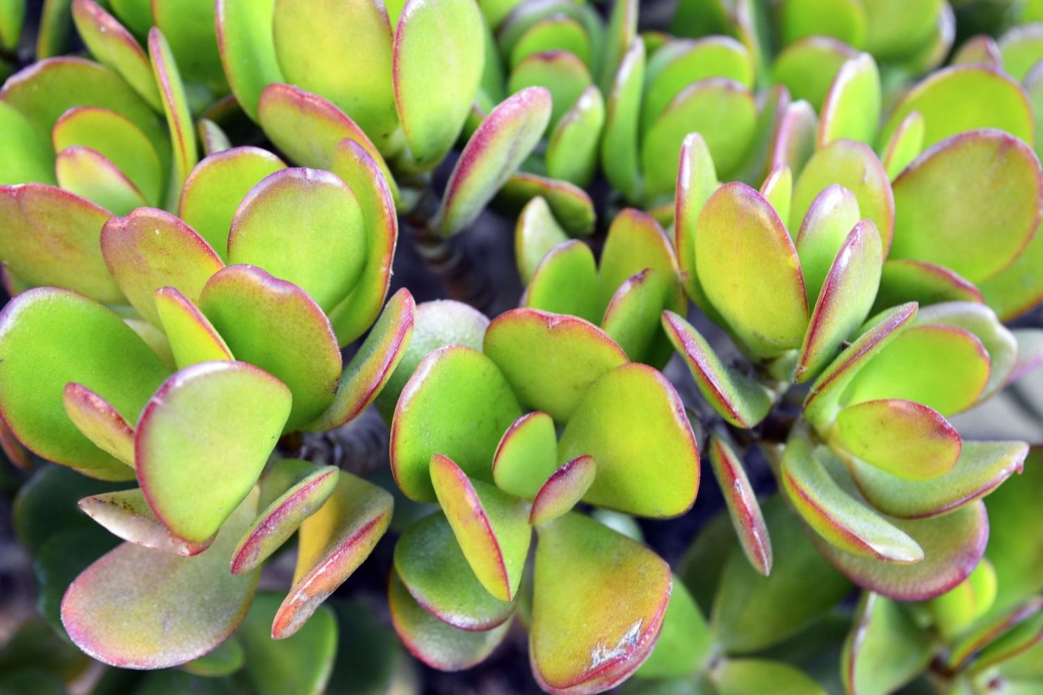 Premium Photo  High area of a jade leaf succulent plant