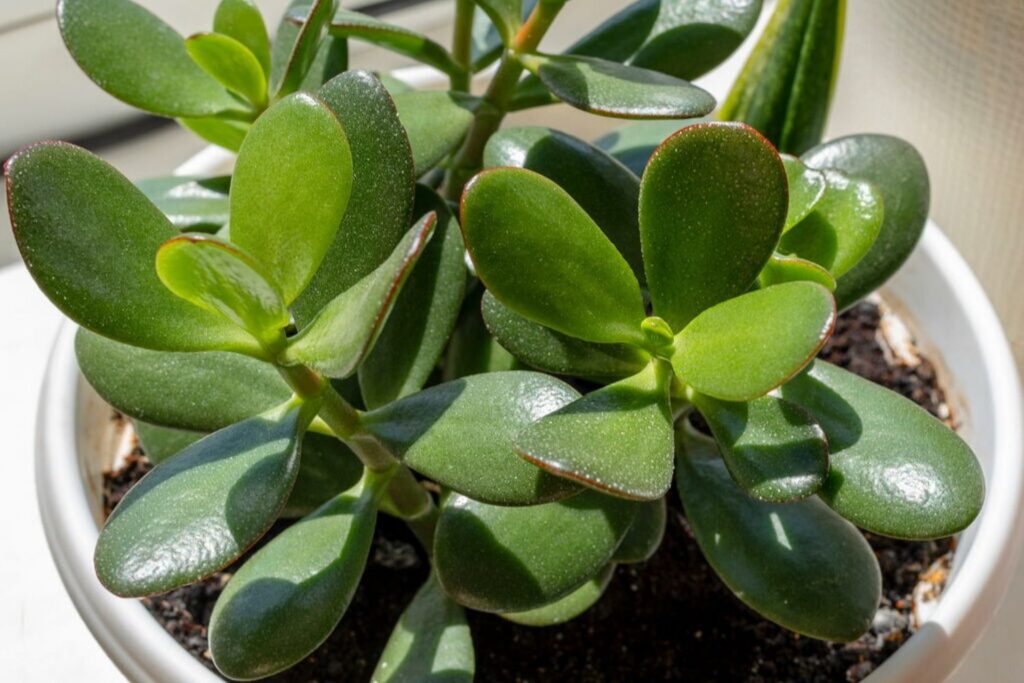 The jade plant