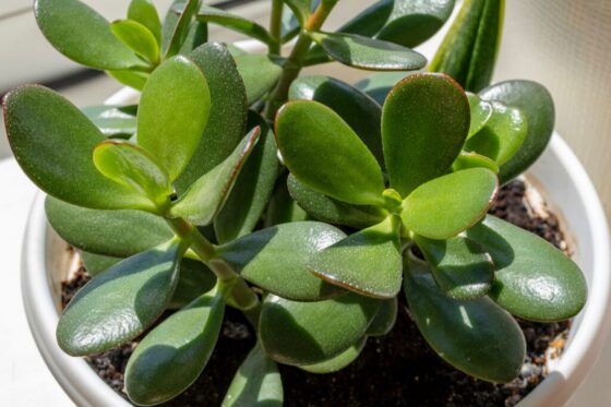 Propagating Jade Plants By Cuttings Plantura