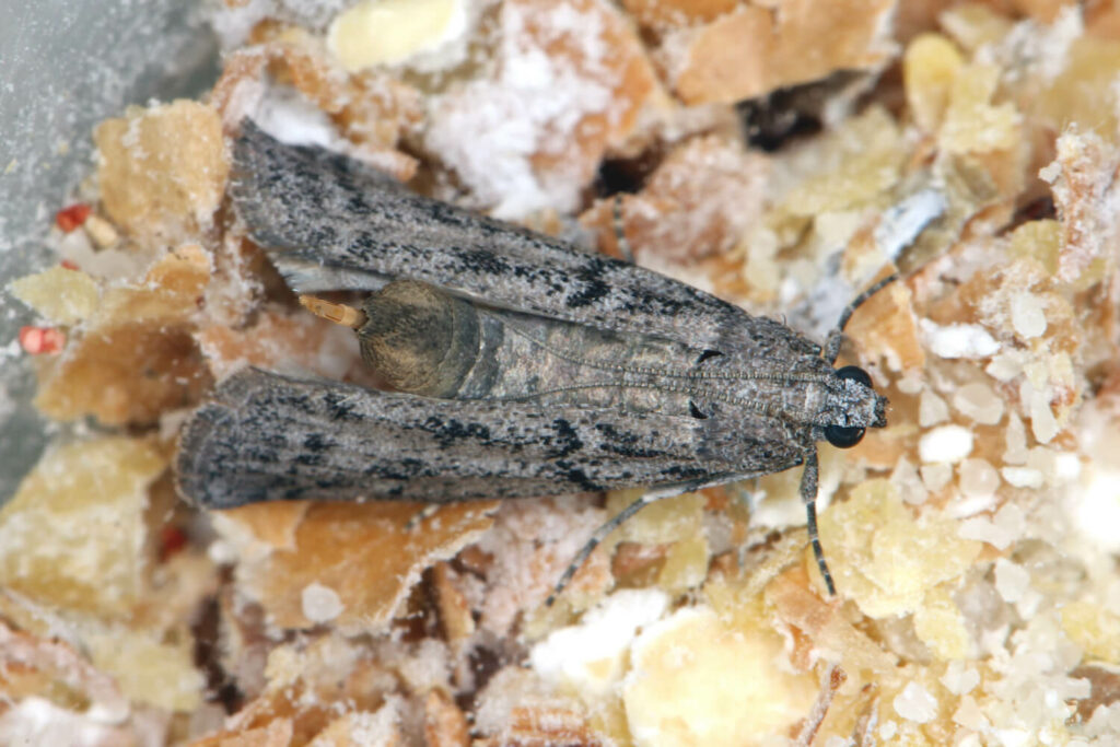 Pantry moths: identification & control - Plantura
