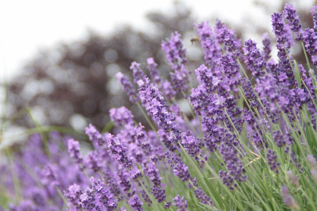True lavender flowers