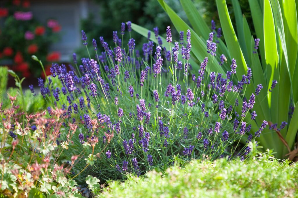 Lavender in a garden bed