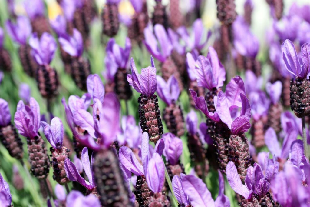Close-up of crested lavender