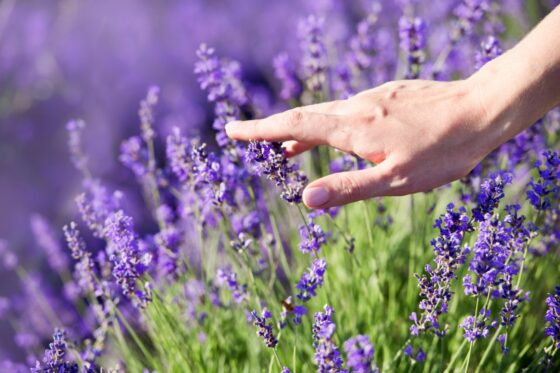 Lavender plant care: pruning, watering & more - Plantura