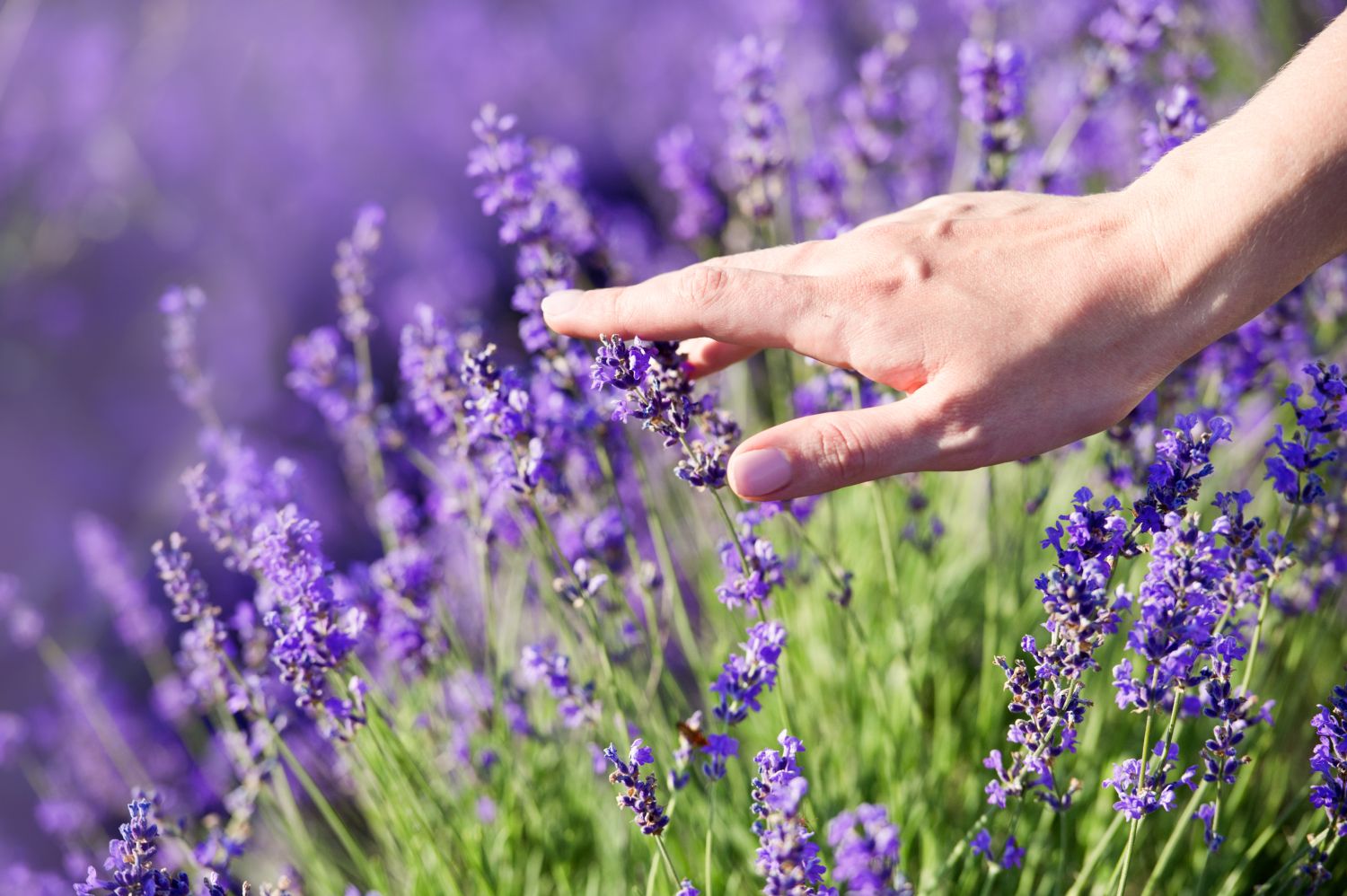 Drying & using lavender - Plantura