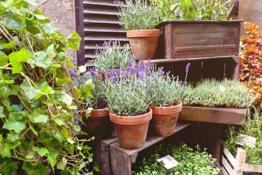 Lavender in clay pots