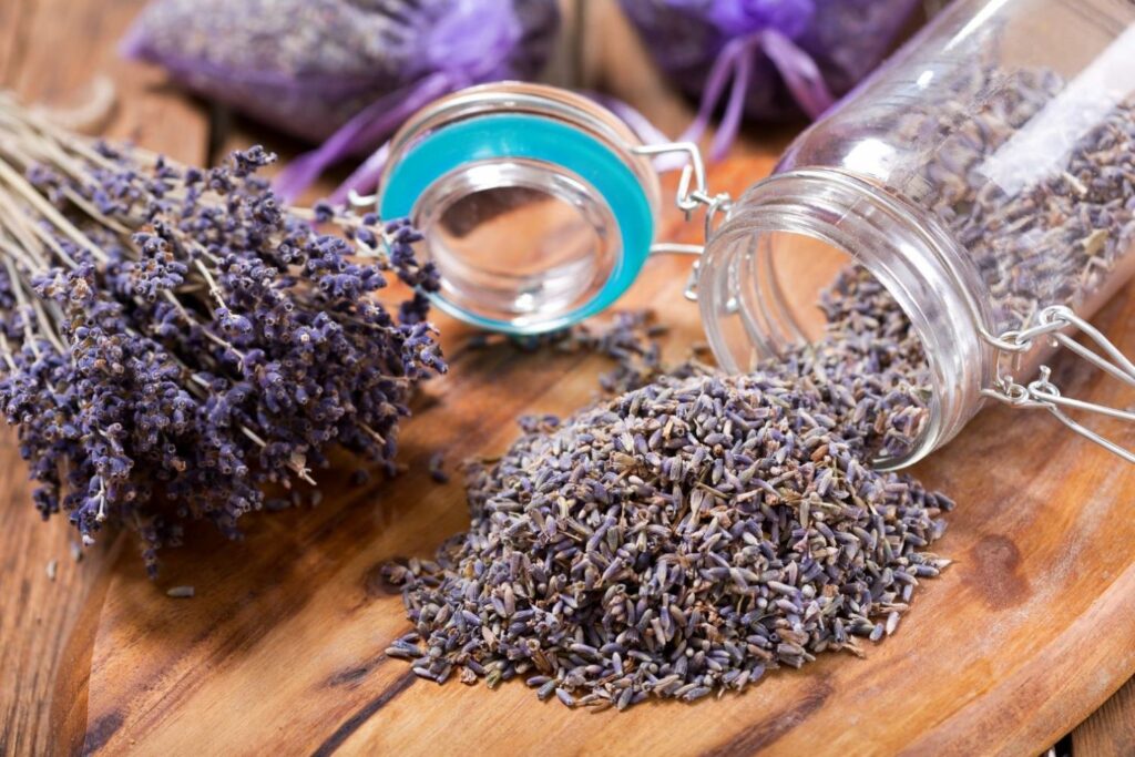 Drying & using lavender - Plantura
