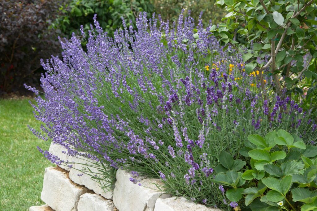 Lavender growing in garden bed