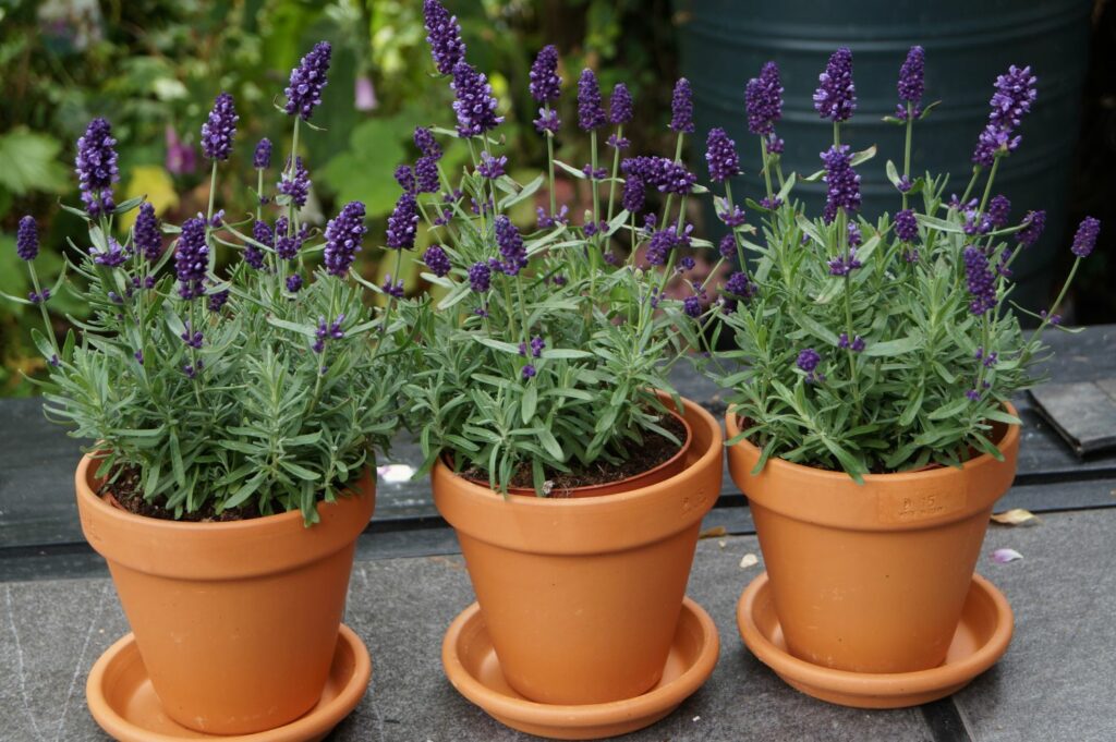 Lavender growing in pots