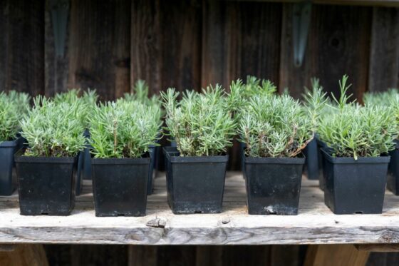 Propagating lavender with cuttings, from seed and by division