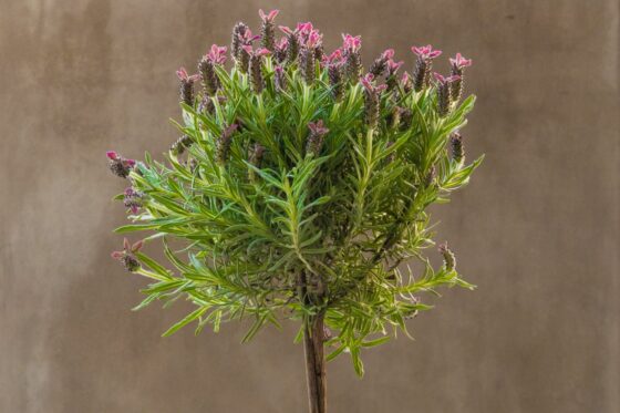 Lavender tree: lavender as a small tree in the flower bed or pot