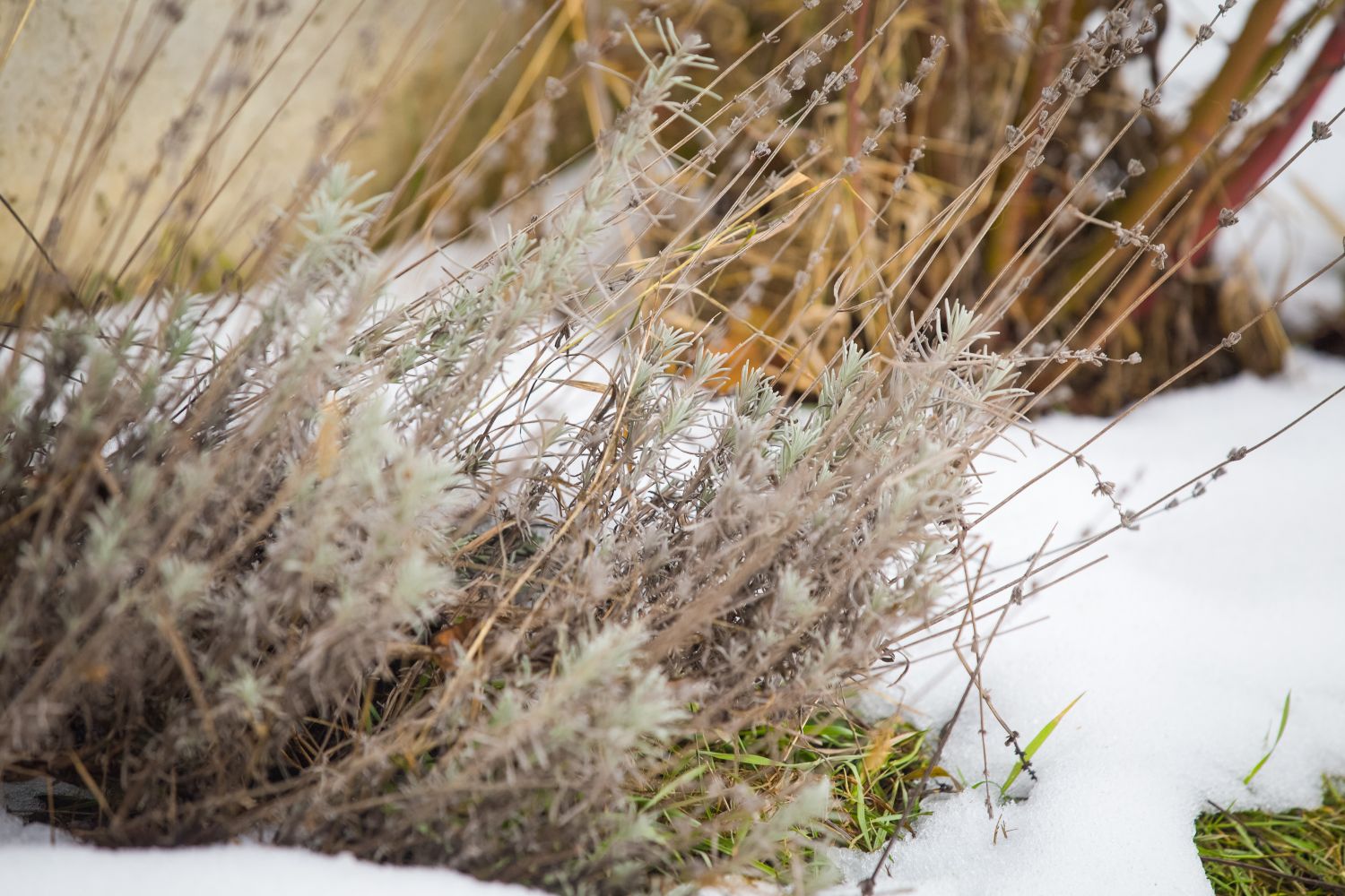 Lavender in winter tips for garden & pot Plantura