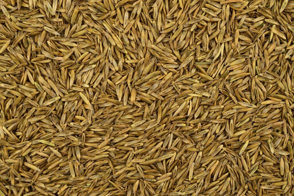 Beige coloured lawn seed mixture
