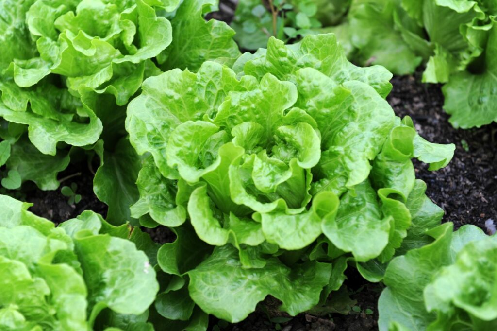 Planted lettuce plant
