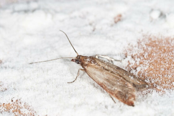 zoology - Insect identification - pantry moth vs clothes moth - Biology  Stack Exchange