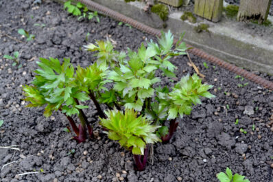 Planting lovage: location, sowing & companion plants