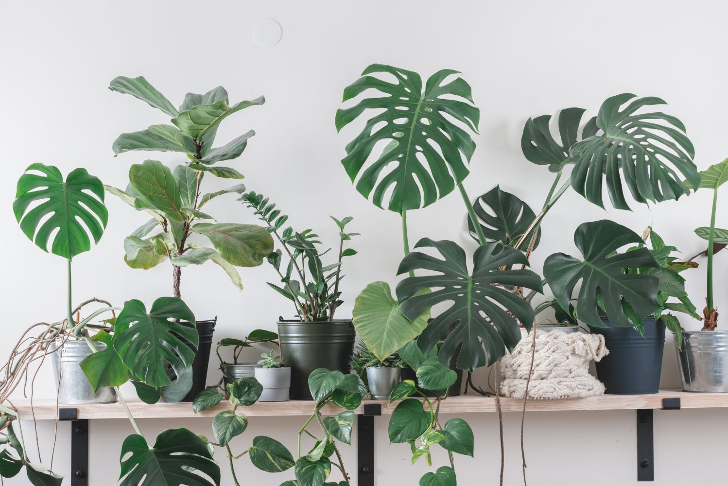 Low Maintenance Plants For Living Room
